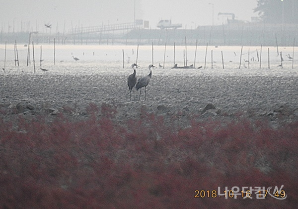 순천만에서 관찰된 천연기념물 제228호 흑두루미(순천시제공)