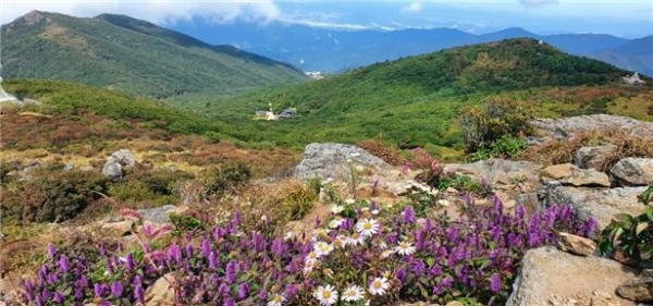 지리산야생화(지리산국립공원전남사무소제공)