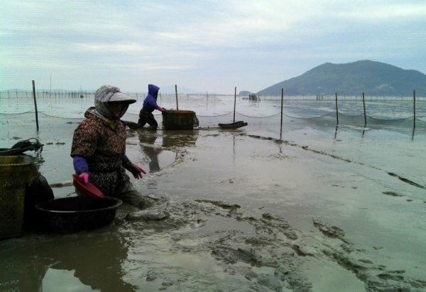 순천만 건간망조업활동(순천시제공)