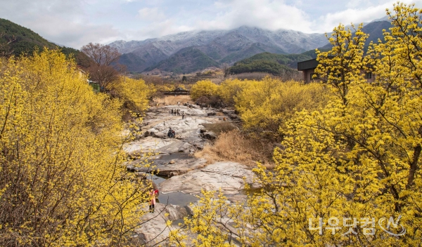 구례군 산동면 산수유마을(반곡)에 활짝핀 산수유 꽃 뒤로 지리산에 하얀 눈이 내려 산수유꽃과 설경이 장관을 이루고 있다.(구례군제공)