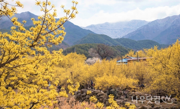 구례군 산동면 산수유마을(반곡)에 활짝핀 산수유 꽃 뒤로 하얀 눈이 내린 지리산의 모습.(구례군청 제공)