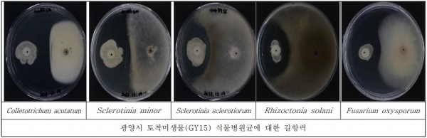 광양시, '지와이균' 특허등록 완료(광양시제공)