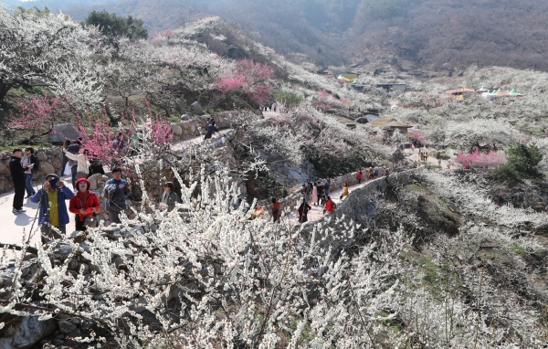 광양 매화 축제 사진(광양시제공)